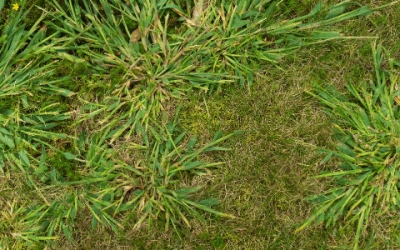 Understanding the Menace: How Crabgrass and Weeds Can Ruin Your Lawn