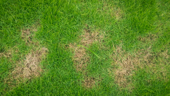 How To Solve the Biggest Problems with Your Lawn
