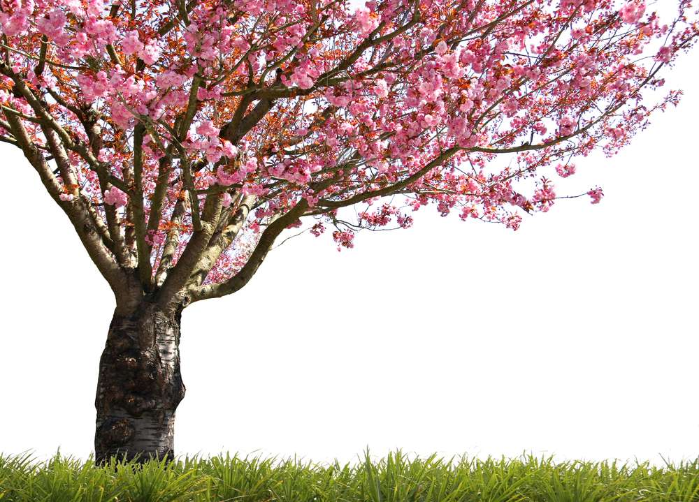 Deep Root Injection Process To Nourish Trees and Shrubs