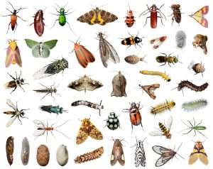 Differenty types of arachnids, insects, bugs, and spiders that are displayed for basic visual identification.