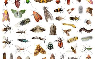 Understanding Springtime Resurgence of Spiders, Bugs & Insects