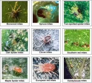 Differenty types of mites listed with their images, including spider mites and clover mites.