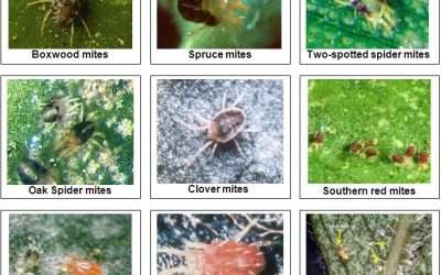 Mighty Mites! Remedies for professional and DIY Mite Control