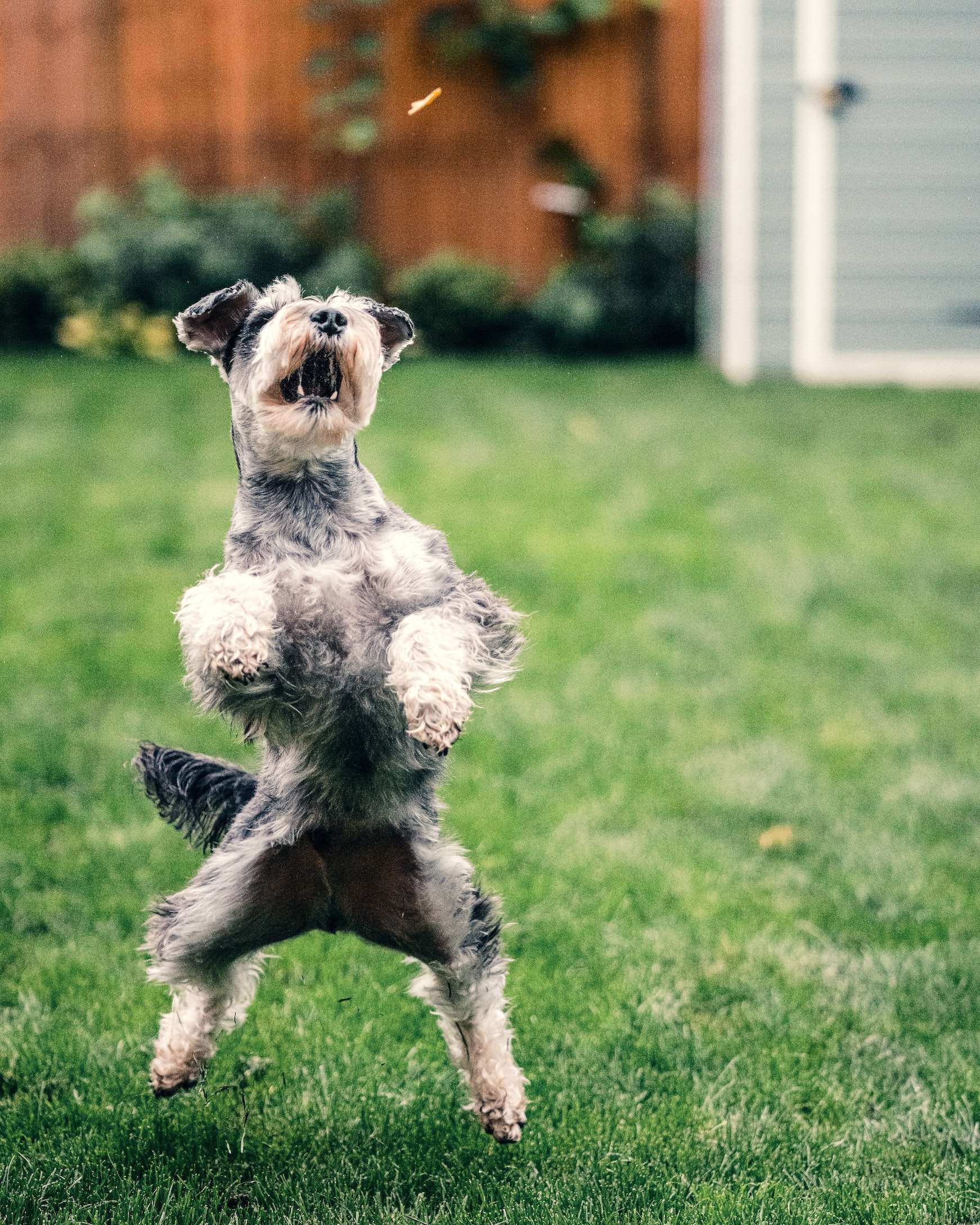 dog running on green grass field