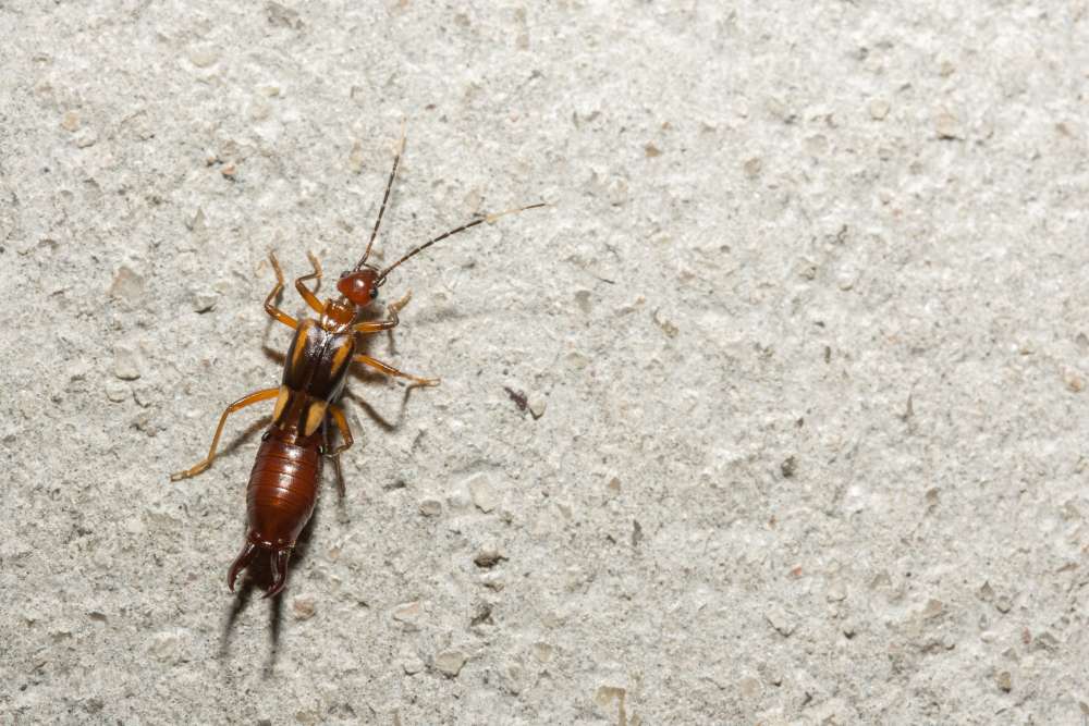 How to Get Rid of Earwigs in Your House and Garden