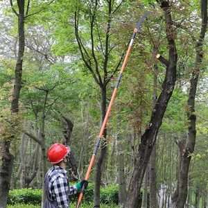 Worker trimming trees with extension handled pruner.