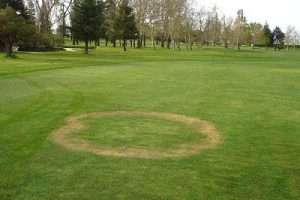 Grassy turf field with large circular brown ring
