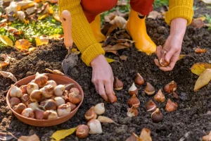 Planting bulbs in autumn soil with garden trowel nearby.