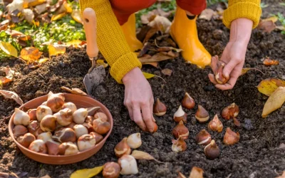 Plant in Late Fall: Best Bulbs, Plants, and Trees for Fall Planting