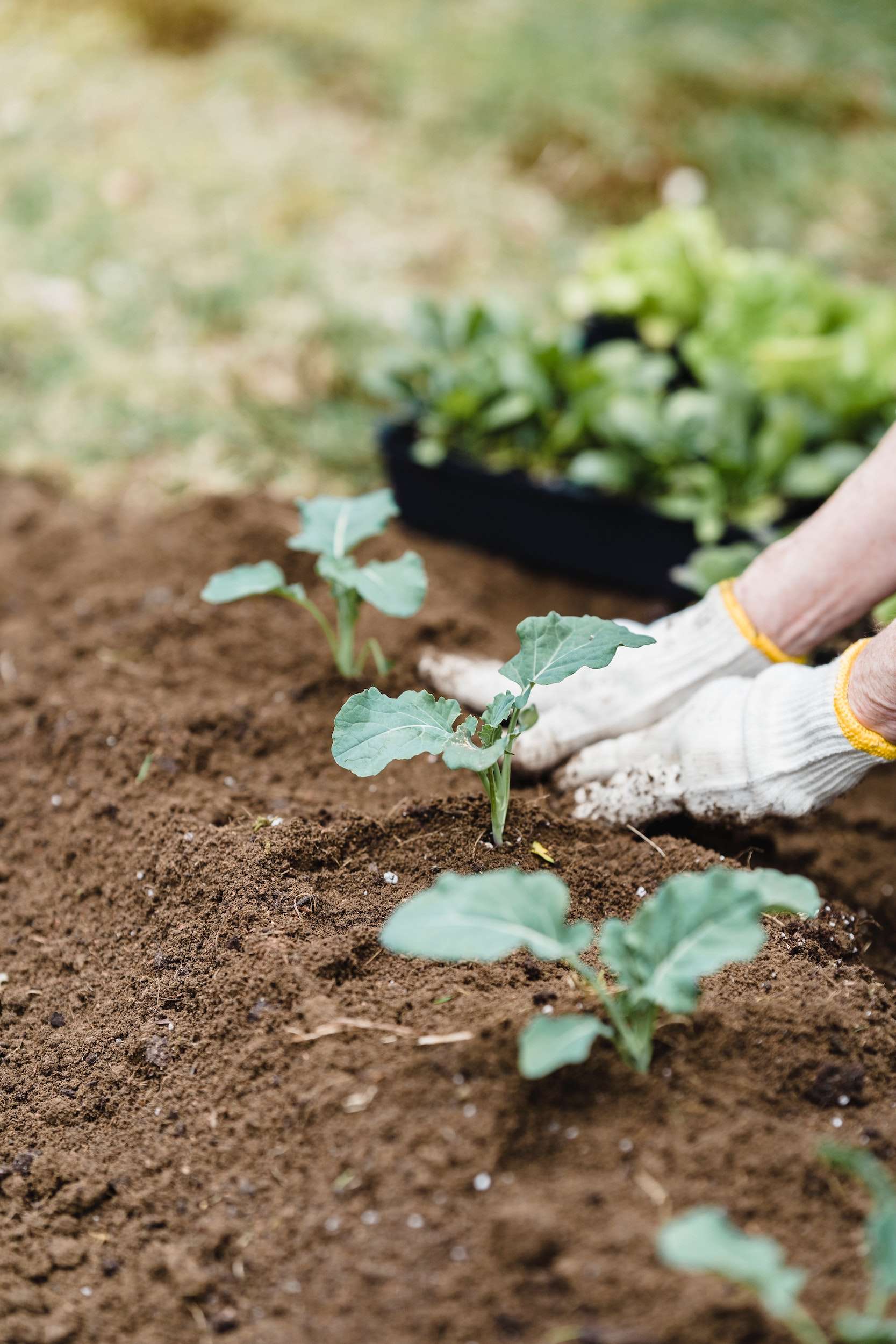 adding fertilizer