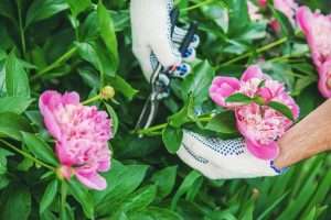Gardening pruning pink peonies with shears.