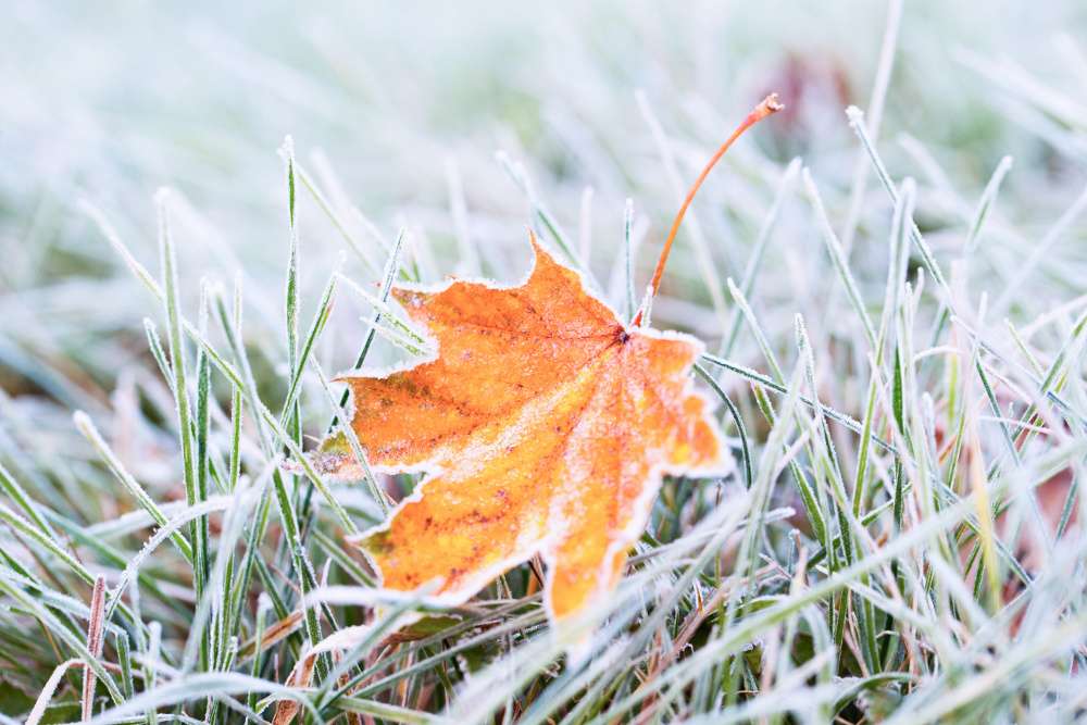 Frost on the leaf and grass