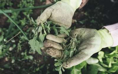 Effective Tips and Tricks for Weed Control for Lawns