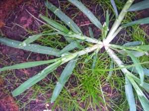 Annual goosegrass with thick stems that project outward from a center stock that has broad, thick grass blades growing from the stems