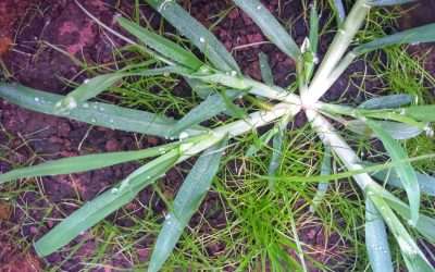 Crabgrass is Coming!  Along with Goosegrass, Annual Ryegrass, Annual Foxtailgrass, and Poa Annua
