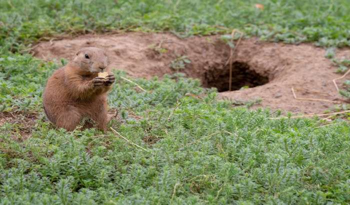 How To Fix Gopher Holes