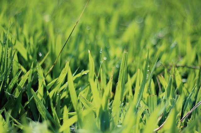 How to Fix Dead Spots in Your Lawn