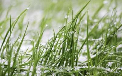 8 Winter Lawn Care Tips That You Have To Try Out