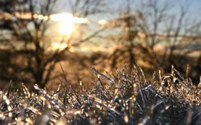 Prepare For The First Frost & Repair Frost Damage
