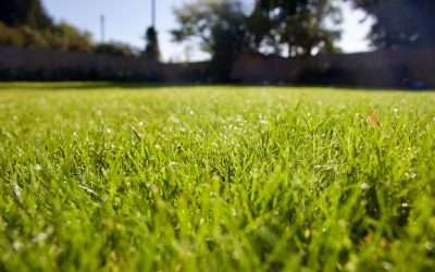 A Reminder on Summer Lawn Care