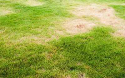 Bare or Brown Spots in Your Lawn