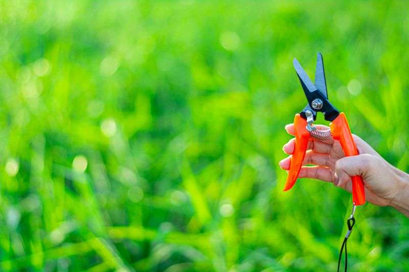 7 Common Landscaping Mistakes to Avoid This Summer