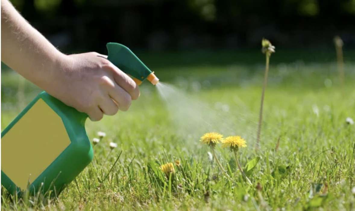 spraying herbicide