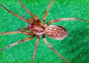 Close-up of brown recluse spider on green surface.