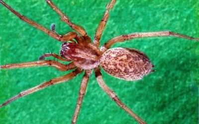 Fall Spider Season: Why It Necessitates Professional Pest Control