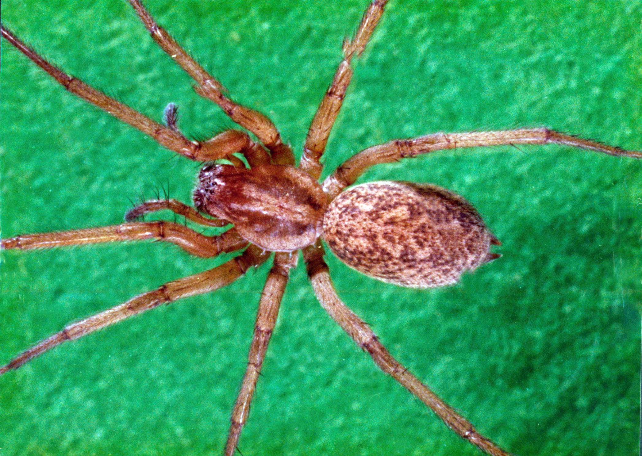 Close-up of brown recluse spider on green surface.
