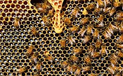 How to Prepare for Bee Season and Protect Your Property