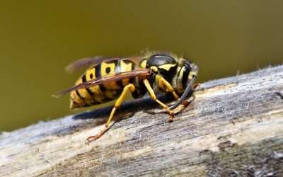 How to Get Rid of Wasps in the House Safely