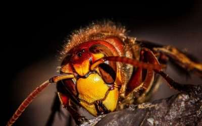 8 Common Pest Control Urban Myths Debunked