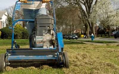 Should I Dethatch My Lawn? When to Power Rake Your Lawn