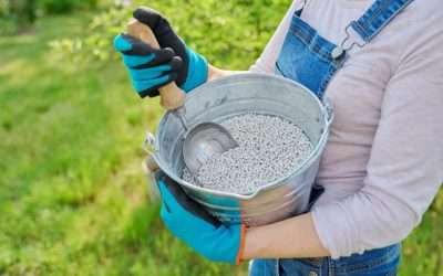 What Is the Best Spring Lawn Feed?