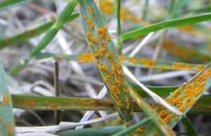 Rust fungus on grass blades close-up.