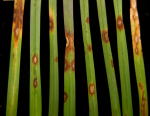 Close-up of diseased plant leaves with brown spots of leaf spot fungus