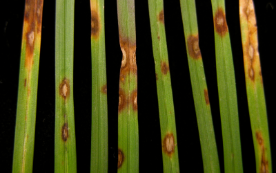 Oh No, There’s a Fungus In My Lawn!  What should I do?