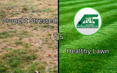 Drought Stress in Lawns: What It Looks Like and How to Prevent It