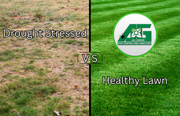 A drought stressed lawn, with poor sprinkler coverage next to a healthy lawn with correct watering and sprinkler coverage. Highlighting the differences of over watering, under watering, poor sprinkler coverage, drought stressed grass, and more.