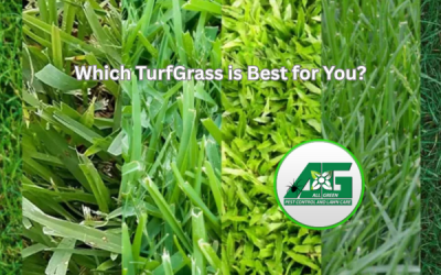 What Are the Best TurfGrass Types for You