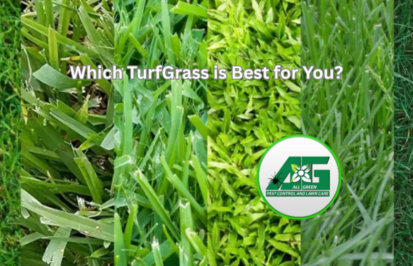 Different types of turfgrass aligned vertically across the image, including tall fescue, kentucky bluegrass, perennial ryegrass, and zoysia grass. Learn which turgrass is best for you