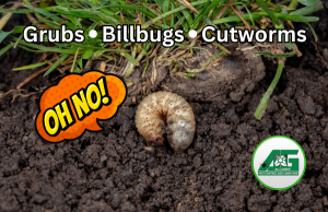 A well fed, fat grub, a type of turf insect that destroys grass and eats roots, is seen in the soil under the grass. Bugs in grass, like cutworms, billbugs, and sod webworms, can wreak havoc on a lawn.