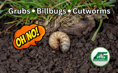 The Ultimate Guide to Turf Insects: Identifying, Understanding, and Controlling Lawn-Destroying Pests in Utah