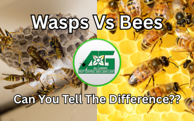 Wasps vs Bees; What Are The Differences?