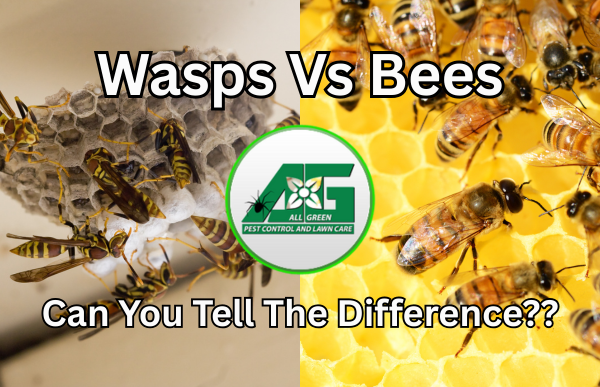 An image of a paper wasp nests on the left, with paper wasps standing on the outside edge of the paper wasp nest. And an image on the right of honey bees walking on yellow honey comb nesting. Stating Wasps Vs Bees, Can You Tell The Difference? Wasps often need additional professional help from pest control service. Whereas honey bees need a beekeeper to remove them and protect them.