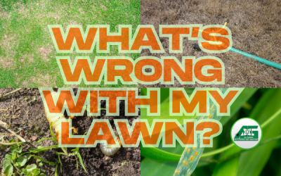 What’s Wrong With My Lawn This Summer? Lawn Diseas, Turf Insects, and More!