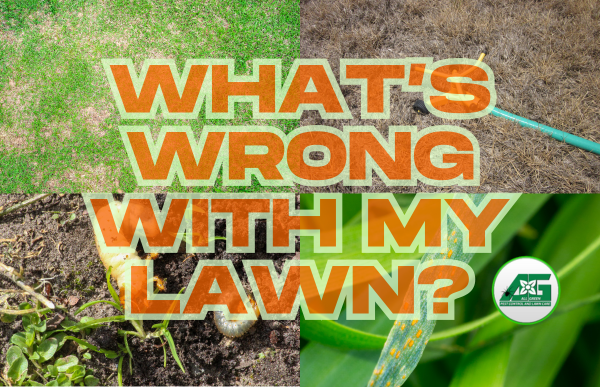"What's Wrong With My Lawn"? Collage of summer spot fungus, grubs eating grass roots, drought stressed lawn, and grass blades with melting out fungus. Lawn disease, drought stress, and turf insects are the most common summer lawn problems.