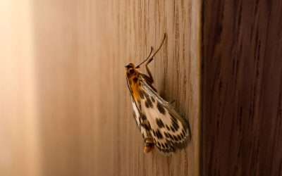 Pantry Pests: Prevention and Control