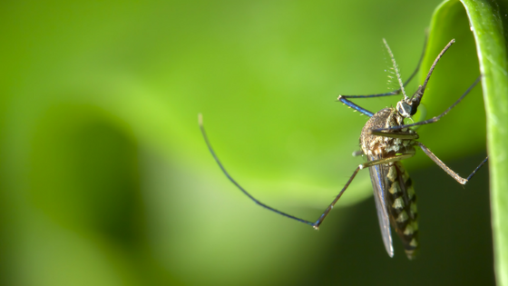 Mosquitoes Preying On You?